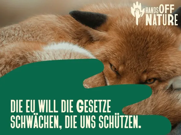 HandsOffNature-Kampagne, Fuchsmotiv - im Vordergrund grafische Hand mit der Aufschrift "Die EU will die Gesetze schwächen, die uns schützen"